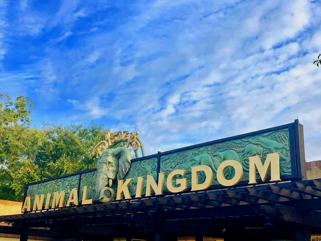 Best Rides At Disney Animal Kingdom - My Life is a Journey Not a